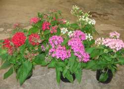 PENTAS M.13 P