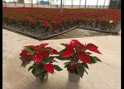 POINSETTIA M.13