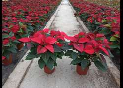 POINSETTIA C.14 EXTRA