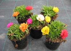 PORTULACA M.11
