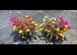 PORTULACA M.14