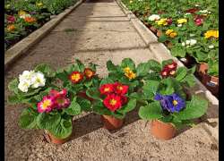 PRIMULA ACAULIS M.11