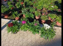 DIANTHUS BARBATHUS M.13