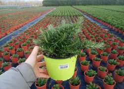 ROSMARINUS PROSTRATA 2 LT