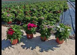 DIANTHUS BARBATHUS M.17