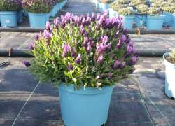 LAVANDULA STOECHAS 5 L