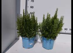 ROSMARINUS OFF. 5 LT