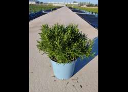 ROSMARINUS OFF. 5 L