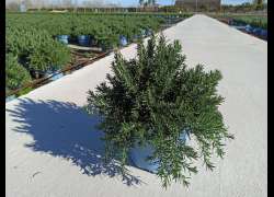 ROSMARINUS PROSTRATA 5 LT