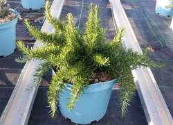 ROSMARINUS PROSTRATA 5 LT