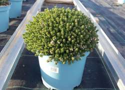 THYMUS VULGARIS 5 LT