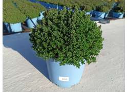 THYMUS VULGARIS 5 LT