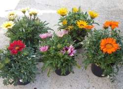 GAZANIA M.17