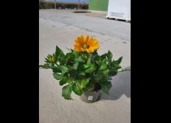 RUDBECKIA C.17