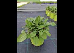 SALVIA 2 LT