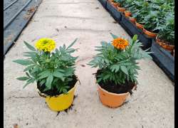 TAGETE ERECTA T.S.T. M.14