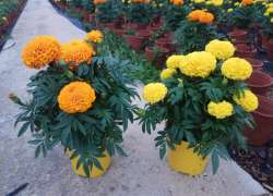 TAGETE ERECTA T.S.T. M.14