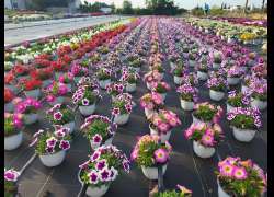 PETUNIA SURFINIA T.15
