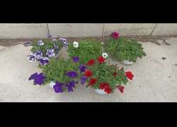 PETUNIA SURFINIA T.20