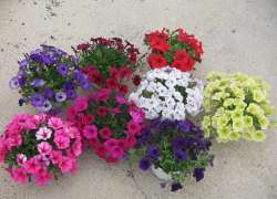 PETUNIA SURFINIA T.20