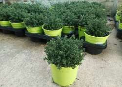 THYMUS VULGARIS M.14