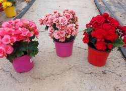 BEGONIA ELATIOR M.14 P