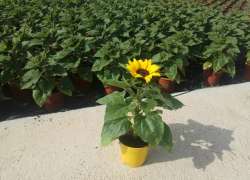 GIRASOL M.14 P