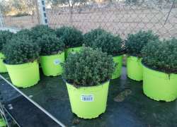 THYMUS VULGARIS 2 LT