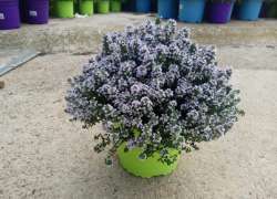 THYMUS VULGARIS 2 LT
