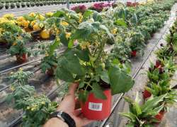 TOMATE CHERRY M.13