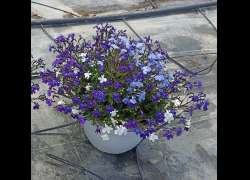 TRIXI LOBELIA T.23