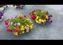 TRIXI CALIBRACHOA T.23