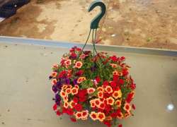 TRIXI CALIBRACHOA T.23