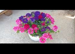 TRIXI VERBENA T.23