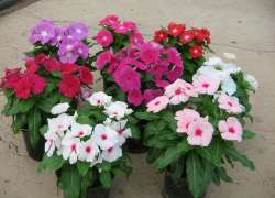 VINCA M.13