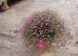 GYPSOPHILA M.13