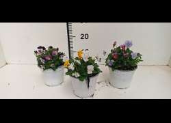 VIOLA CORNUTA TRICOLOR M.14