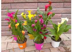 ZANTEDESCHIA COLORES M.14