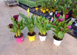 ZANTEDESCHIA COLORES M.14