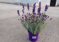 LAVANDULA AROMATICO C.14