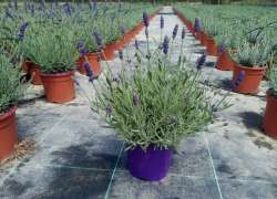 LAVANDULA AROMATICO 2,5 LT
