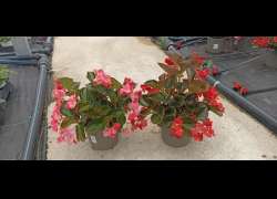 BEGONIA DRAGON/BENARIENSIS M.17