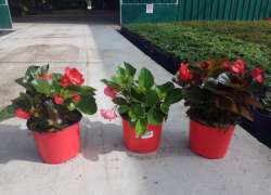 BEGONIA DRAGON/BENARIENSIS M.17