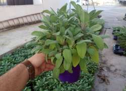 SALVIA OFF. M.14