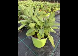 SALVIA OFF. M.14