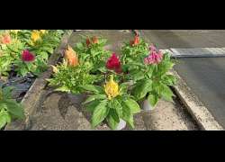 CELOSIA M.13