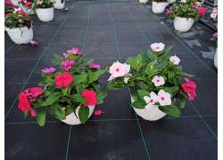 VINCA COLGANTE T.20