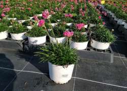 ARMERIA MARITIMA M.13