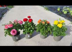 RANUNCULUS BICOLOR M.17