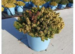 THYMUS CITRODORUS 5 LT